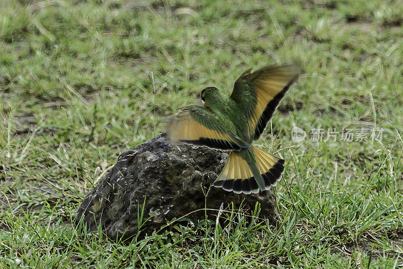 小食蜂鸟(Merops pusillus)是食蜂鸟科一种接近雀形目的鸟类。肯尼亚马赛马拉国家保护区。